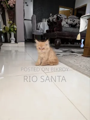 ১-৩ মাসের মেল পিওরব্রেড পার্সিয়ান