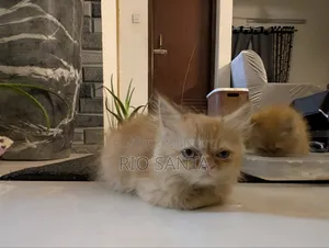 ১-৩ মাসের মেল পিওরব্রেড পার্সিয়ান