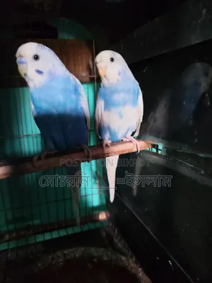 বাজরিগার পাখি