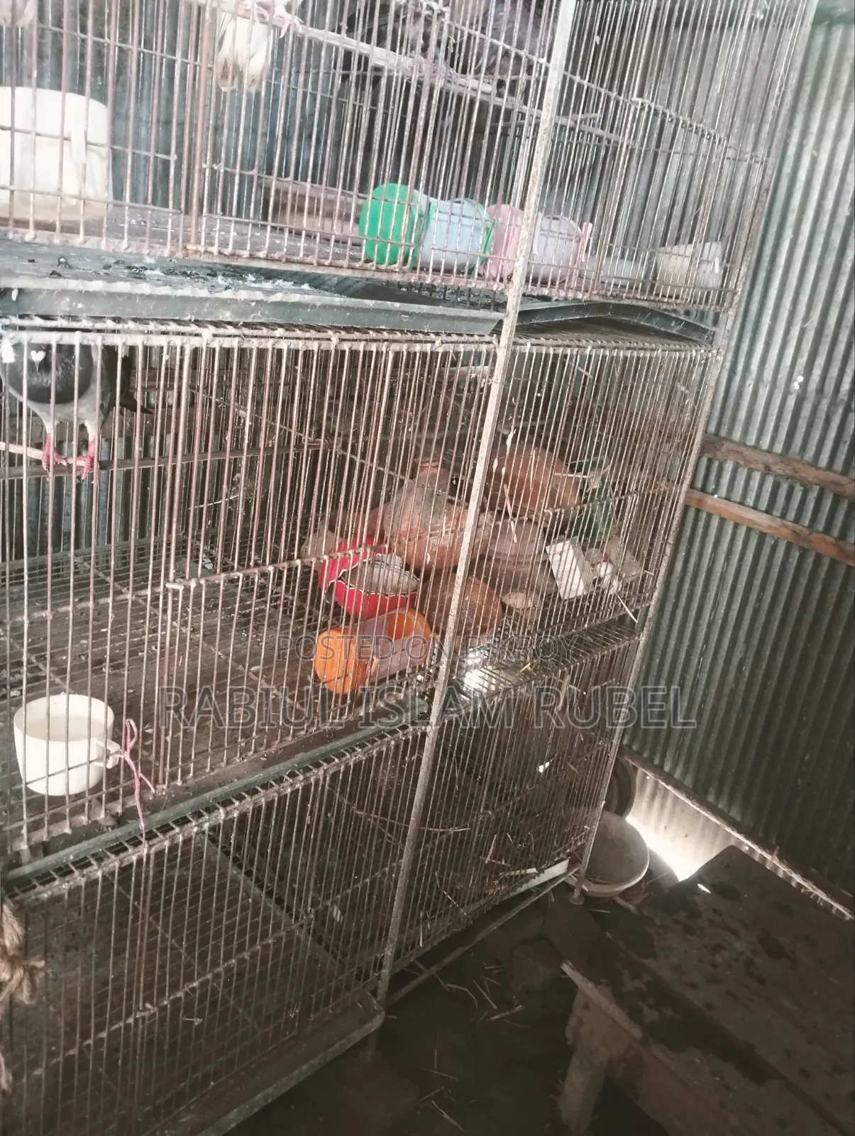 পাখি ও কবুতরের খাচা হাত বদল