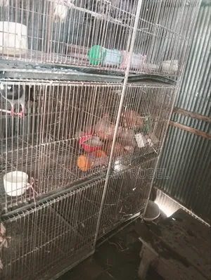 পাখি ও কবুতরের খাচা হাত বদল