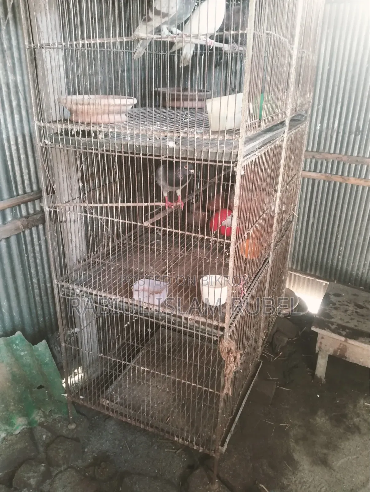 পাখি ও কবুতরের খাচা হাত বদল