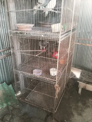 পাখি ও কবুতরের খাচা হাত বদল