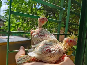 কোকাটেল পাখি