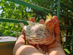 কোকাটেল পাখি