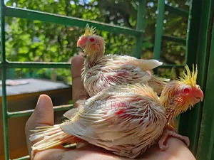কোকাটেল পাখি