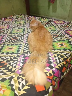 ১+ বছর বয়সী পুরুষ পিওর ব্রীড পার্সিয়ান