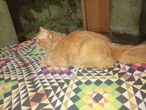 ১+ বছর বয়সী পুরুষ পিওর ব্রীড পার্সিয়ান