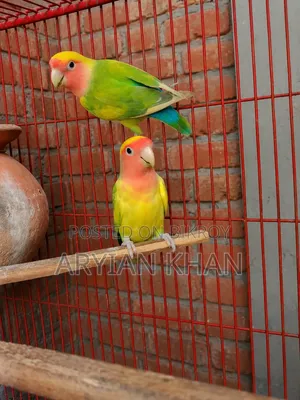  সুন্দর লাভবার্ড বিক্রয় এবং ১৮/৩৬ খাঁচা