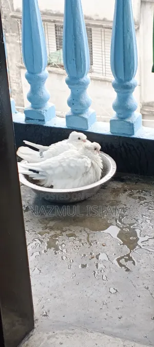 কাগজি কবুতর