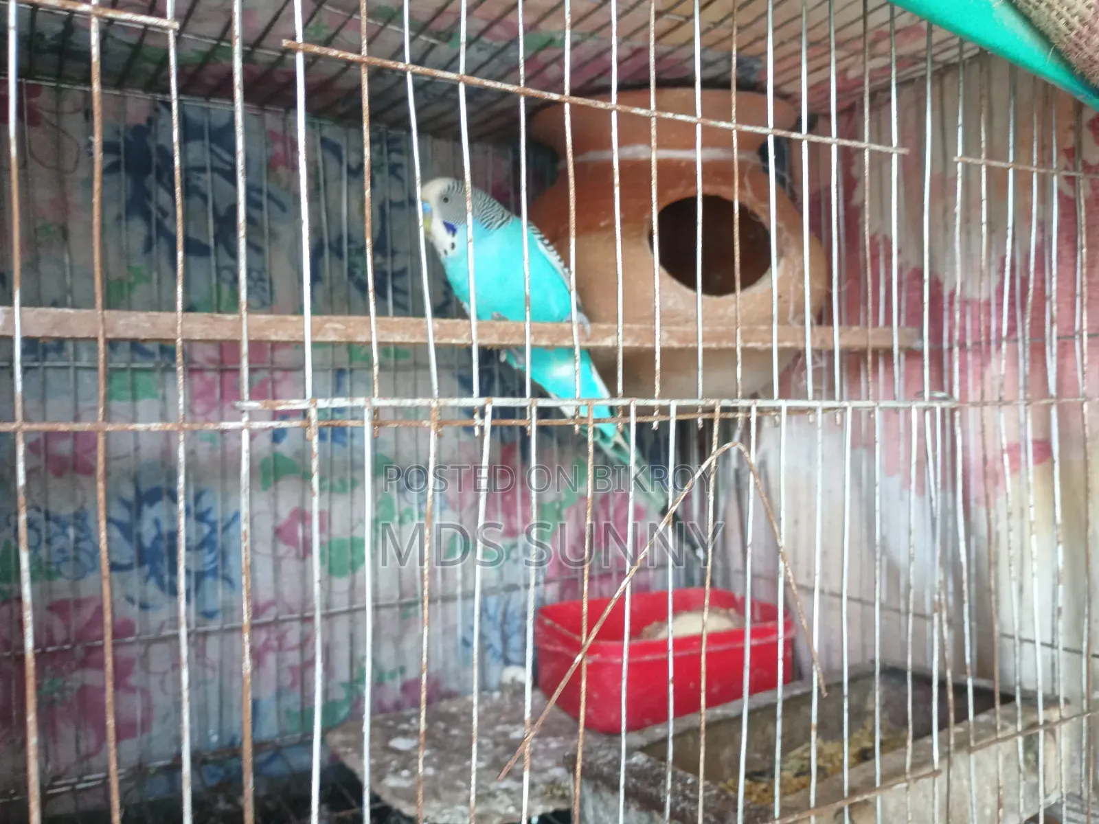 রানিং বাজির সঙ্গে ডিম