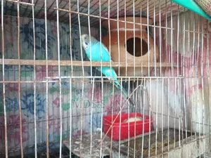 রানিং বাজির সঙ্গে ডিম
