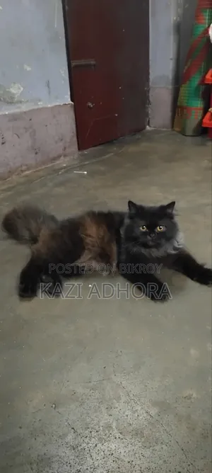 ১+ বছরের পুরুষ পিওরব্রেড পার্সিয়ান