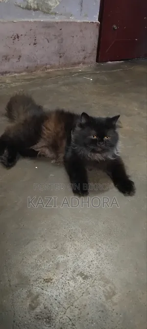 ১+ বছরের পুরুষ পিওরব্রেড পার্সিয়ান