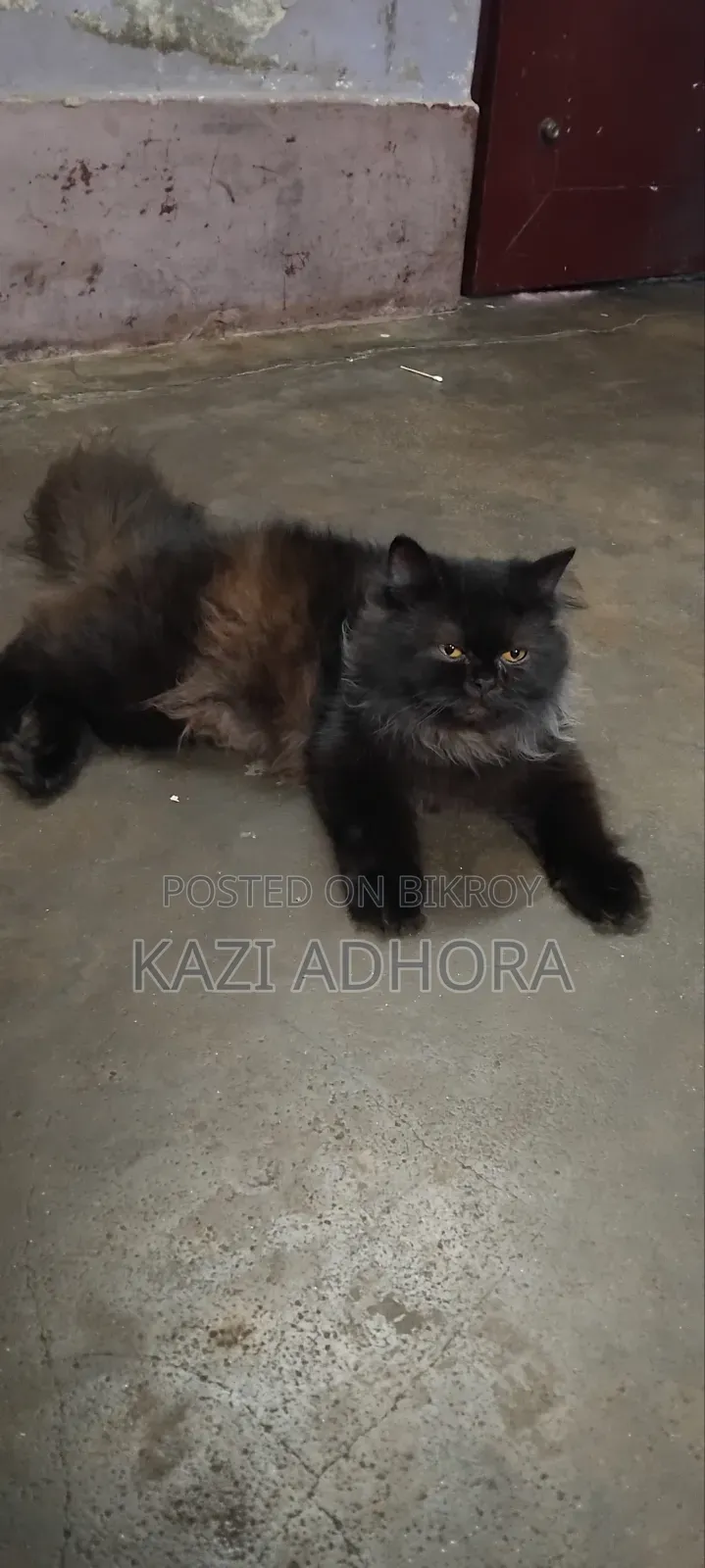 ১+ বছরের পুরুষ পিওরব্রেড পার্সিয়ান