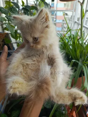 ১-৩ মাসের পুরুষ পিওরব্রেড পার্সিয়ান