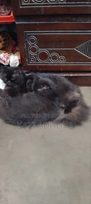 ১+ বছরের পুরুষ পিওরব্রেড পার্সিয়ান