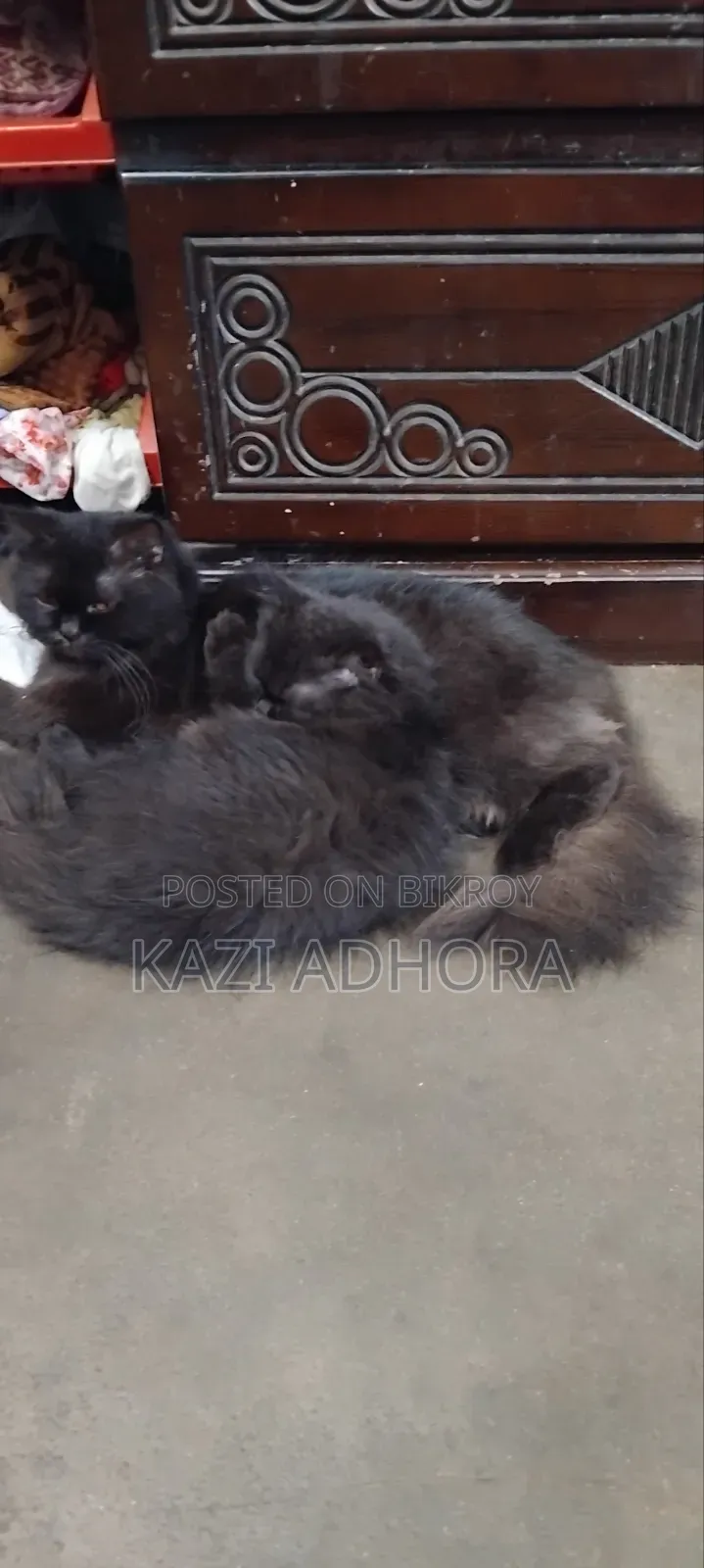 ১+ বছরের পুরুষ পিওরব্রেড পার্সিয়ান