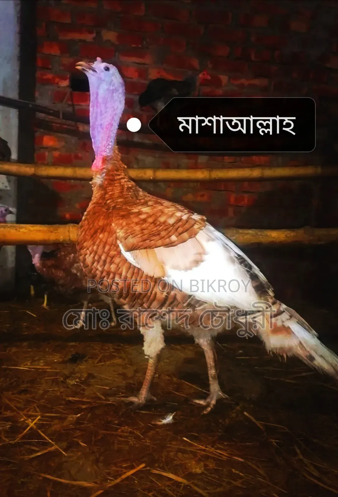 Red Bourbon Turkey Male