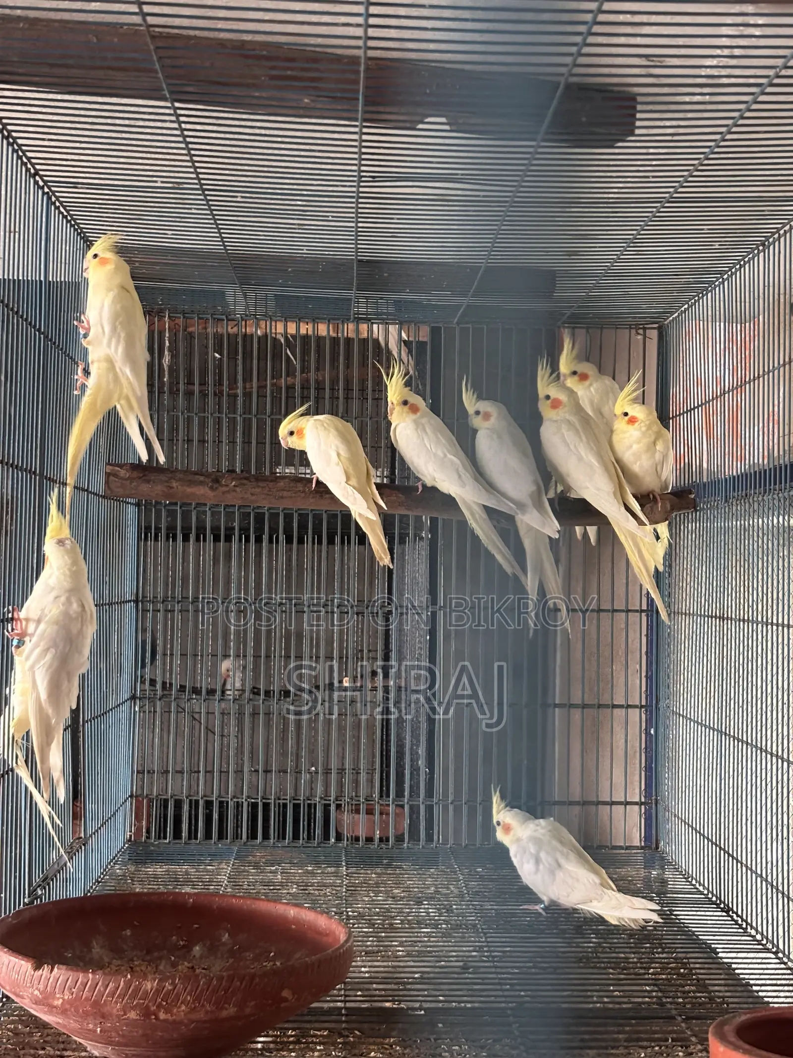 ককাটেল পাখি(এ্যালবিনো)