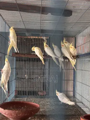 ককাটেল পাখি(এ্যালবিনো)