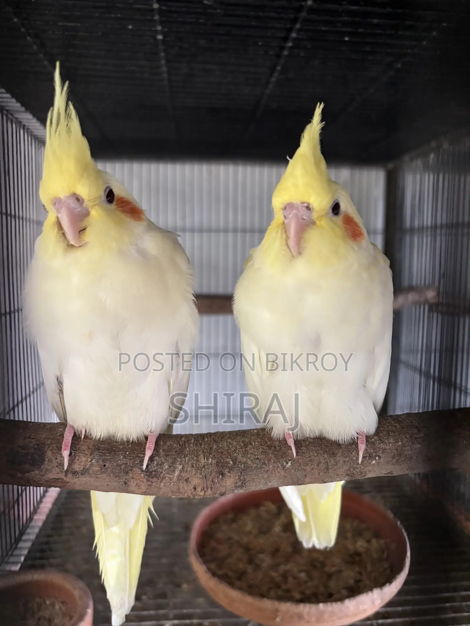 ককাটেল পাখি(এ্যালবিনো)