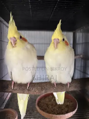 ককাটেল পাখি(এ্যালবিনো)
