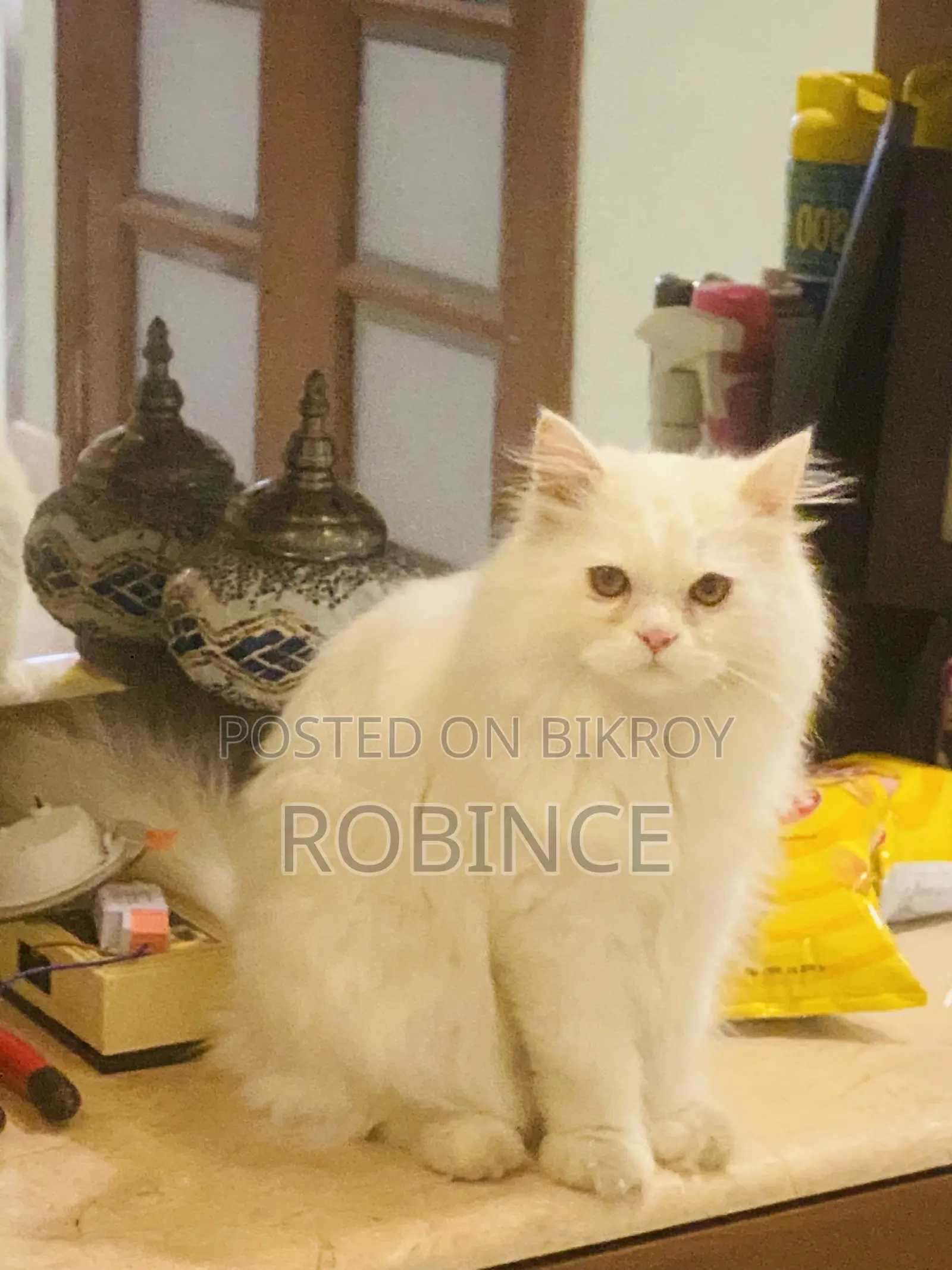৩-৬ মাস বয়সী পুরুষ খাঁটি পার্সিয়ান