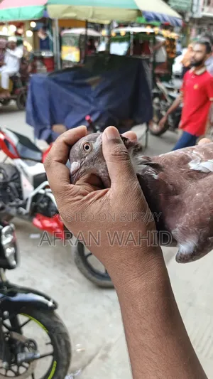 কিছু রানিং কবুতর