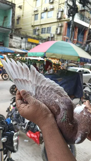 কিছু রানিং কবুতর