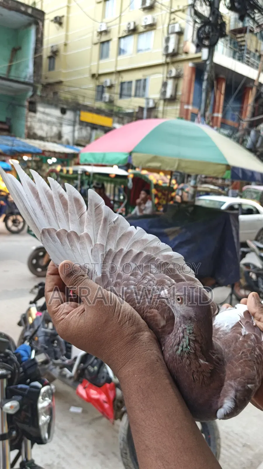 কিছু রানিং কবুতর