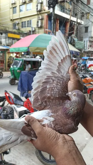 কিছু রানিং কবুতর