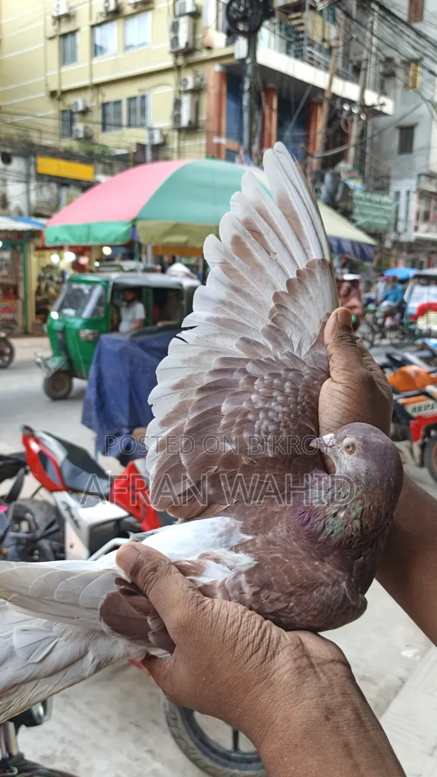 কিছু রানিং কবুতর
