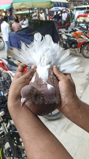 কিছু রানিং কবুতর