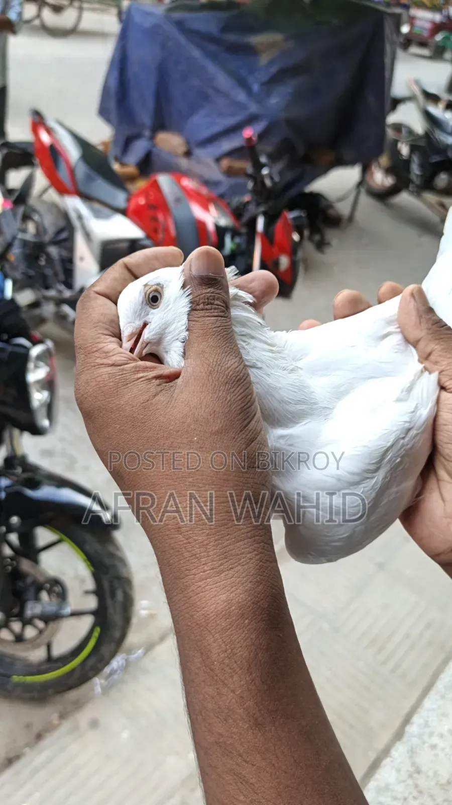কিছু রানিং কবুতর