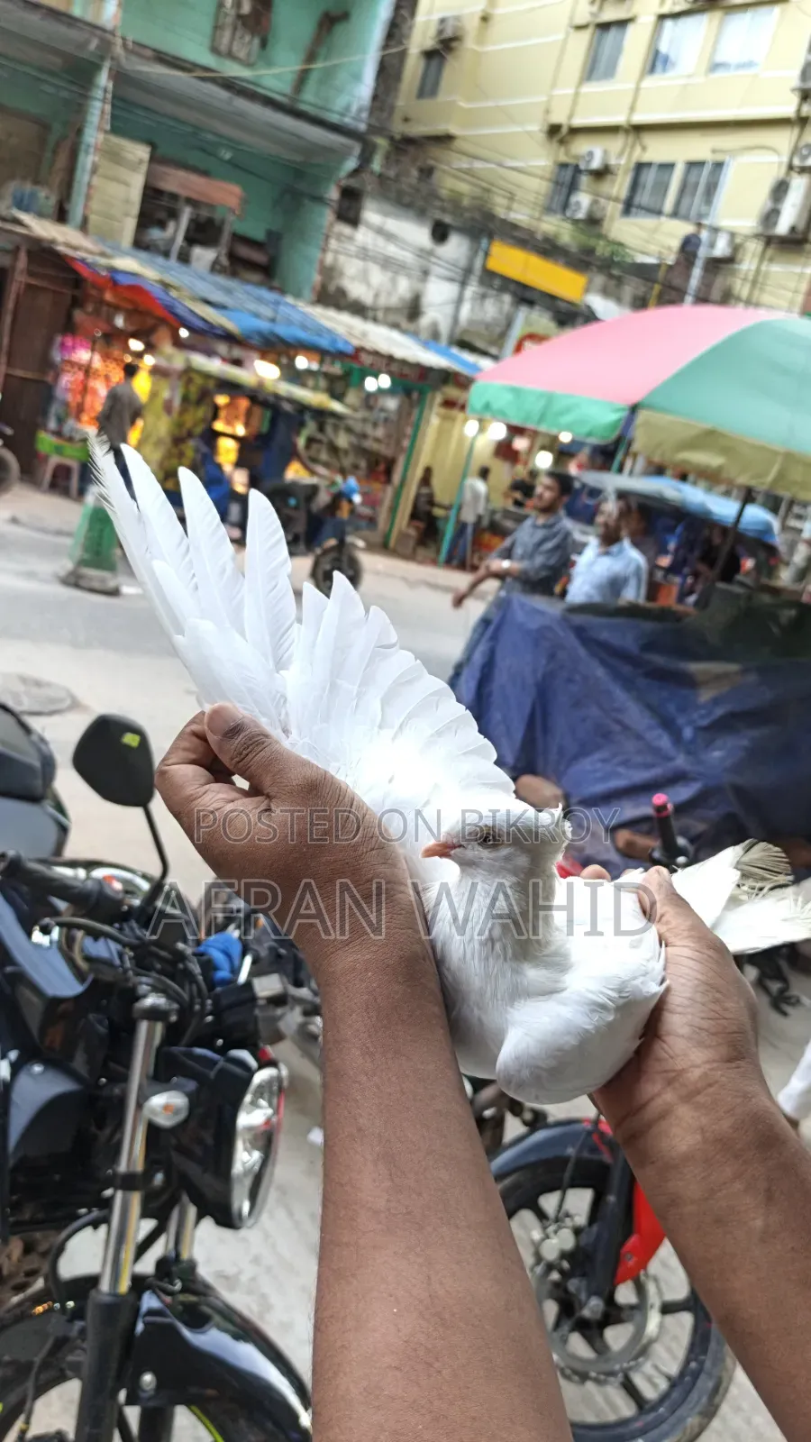কিছু রানিং কবুতর