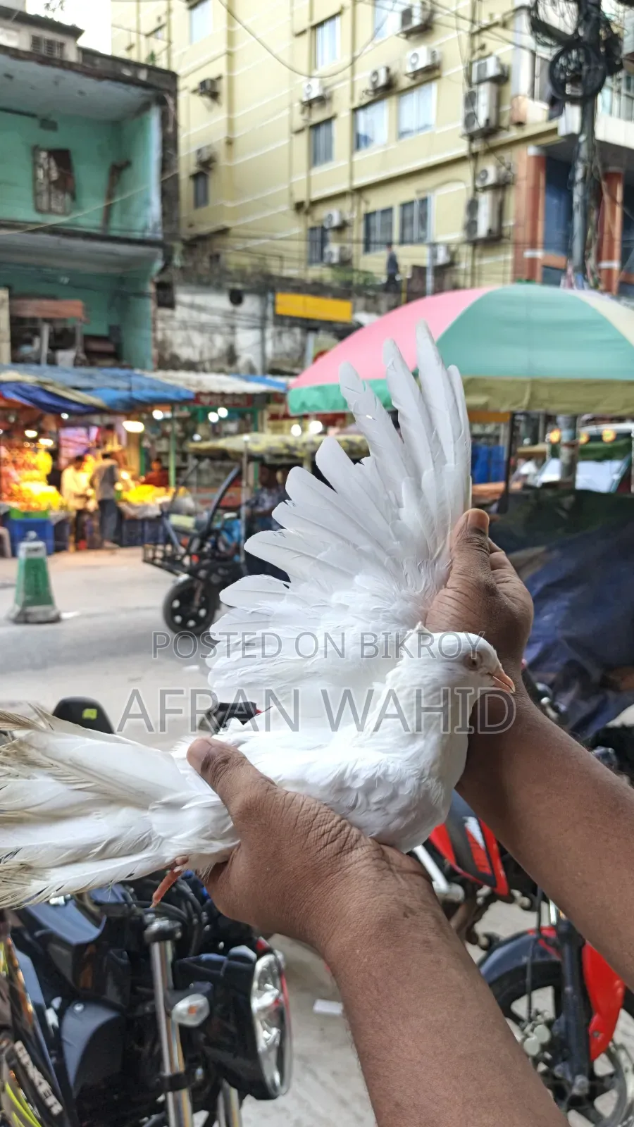 কিছু রানিং কবুতর