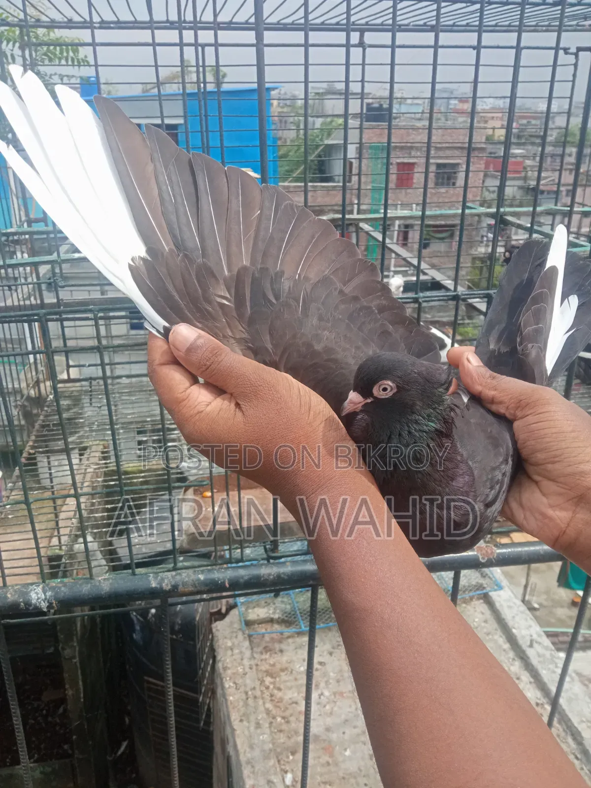 কিছু রানিং কবুতর
