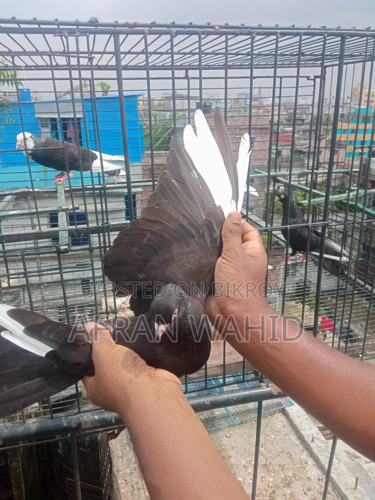 কিছু রানিং কবুতর