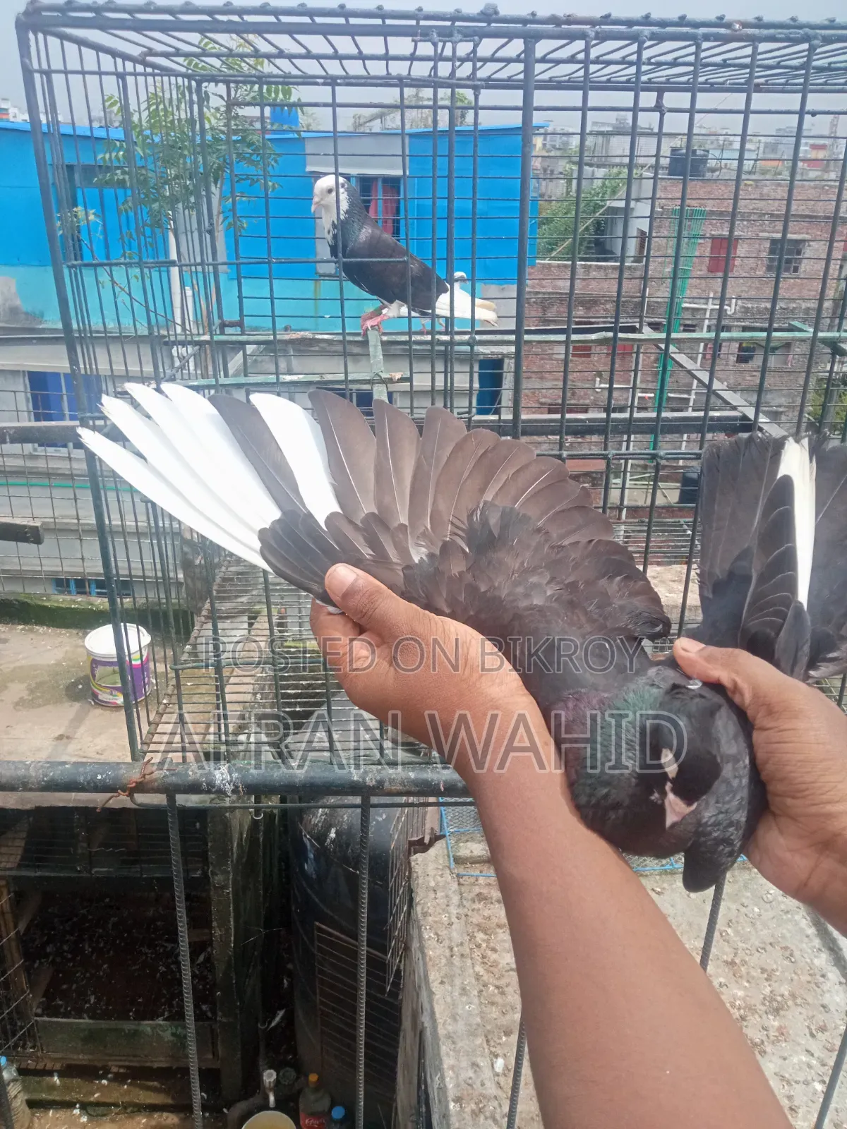 কিছু রানিং কবুতর