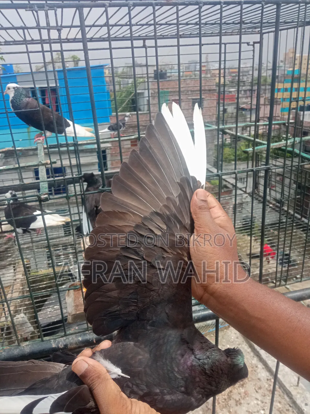 কিছু রানিং কবুতর
