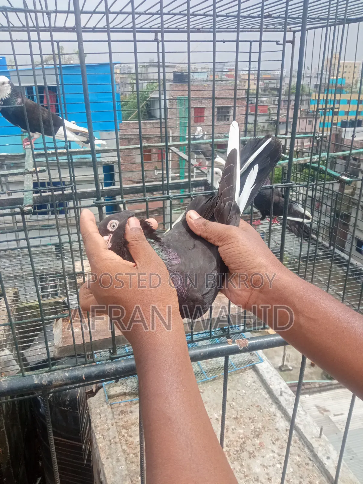 কিছু রানিং কবুতর