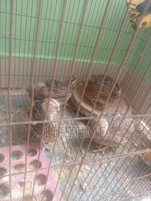 কোয়েল পাখি