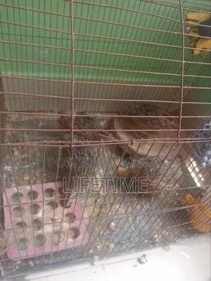 কোয়েল পাখি