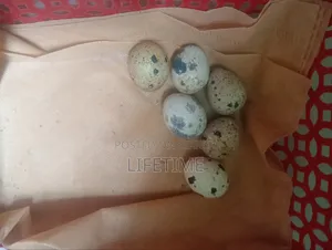 কোয়েল পাখি