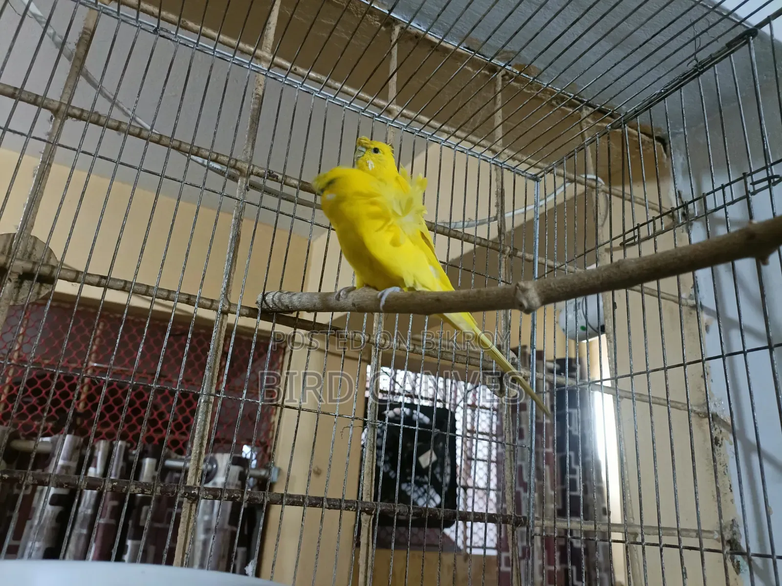 জেইপি বাজিগর লুটিনো ডিএফ মাস্টার পেয়ার
