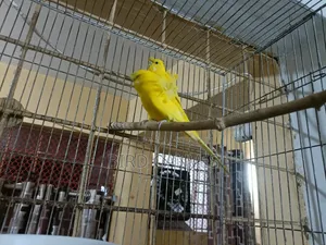 জেইপি বাজিগর লুটিনো ডিএফ মাস্টার পেয়ার