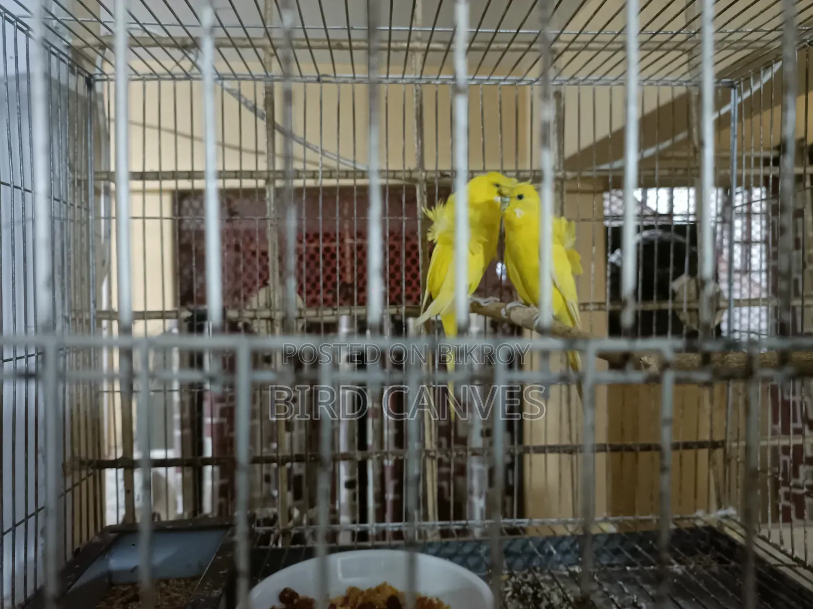 জেইপি বাজিগর লুটিনো ডিএফ মাস্টার পেয়ার