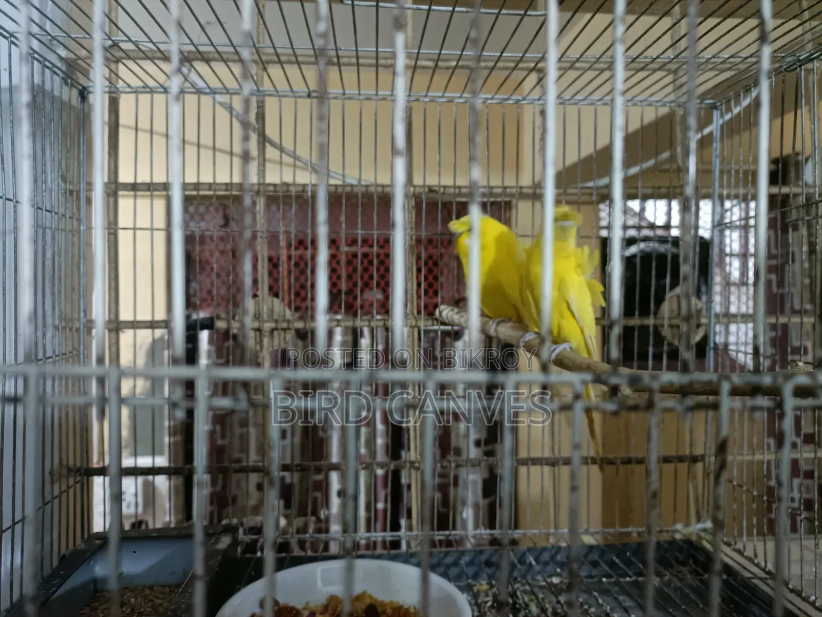 জেইপি বাজিগর লুটিনো ডিএফ মাস্টার পেয়ার