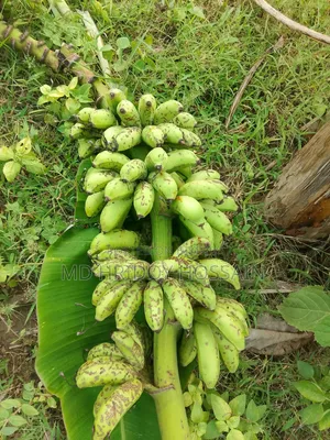Raw Sabri Banana